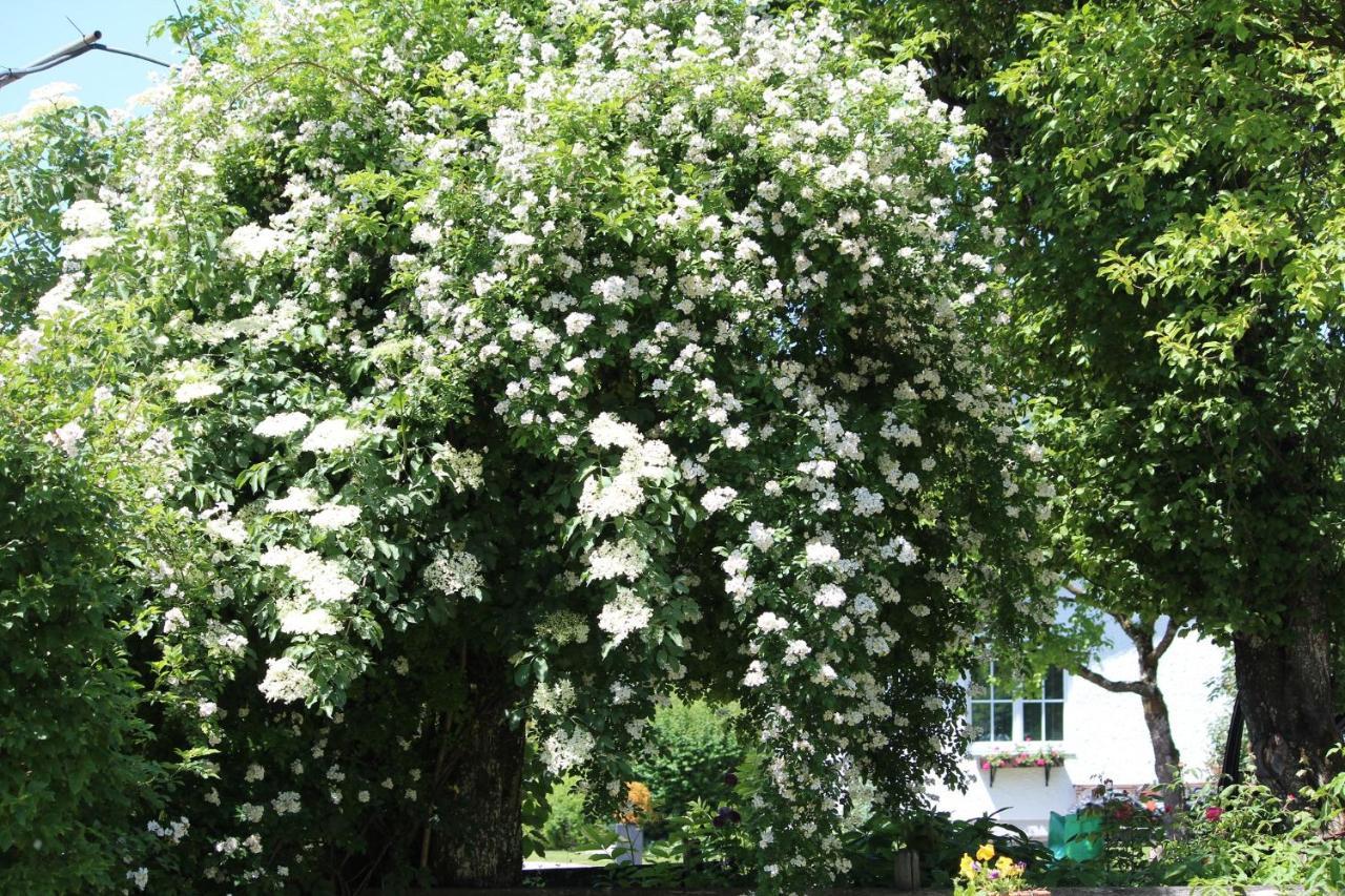 Villa Fetznhof-Zuhaus Grassau  Esterno foto